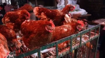 انخفاض جديد في أسعار الفراخ البلدي.. بـ110 جنيهات في الأقصر